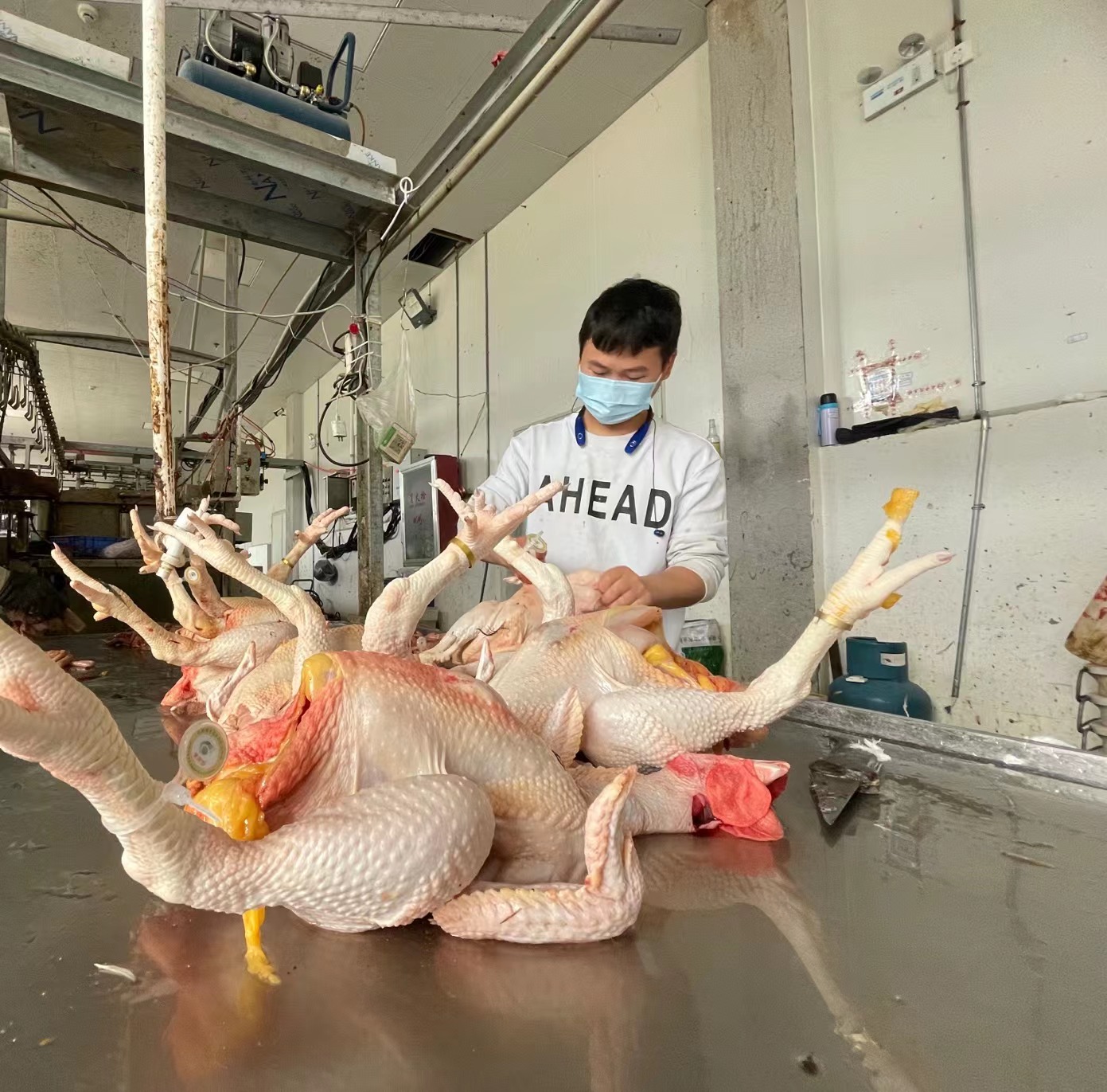 贵阳数字化禽蛋配送中心内工作人员正在加工佩戴脚环的白条禽.jpg