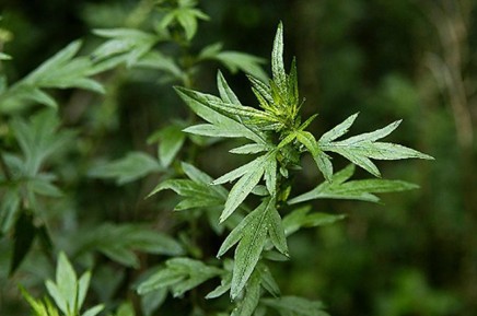 端午节挂艾草的传说