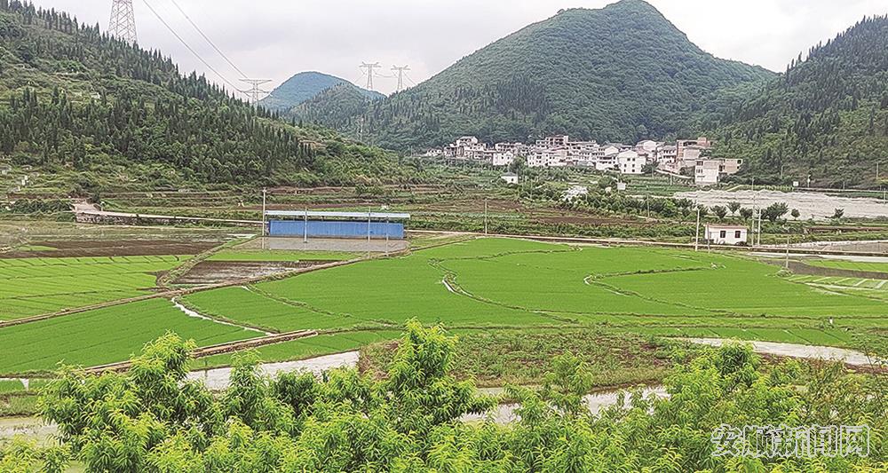 普定沙湾农业大观园换种水稻、大豆、玉米，防止耕地“非粮化”.jpg