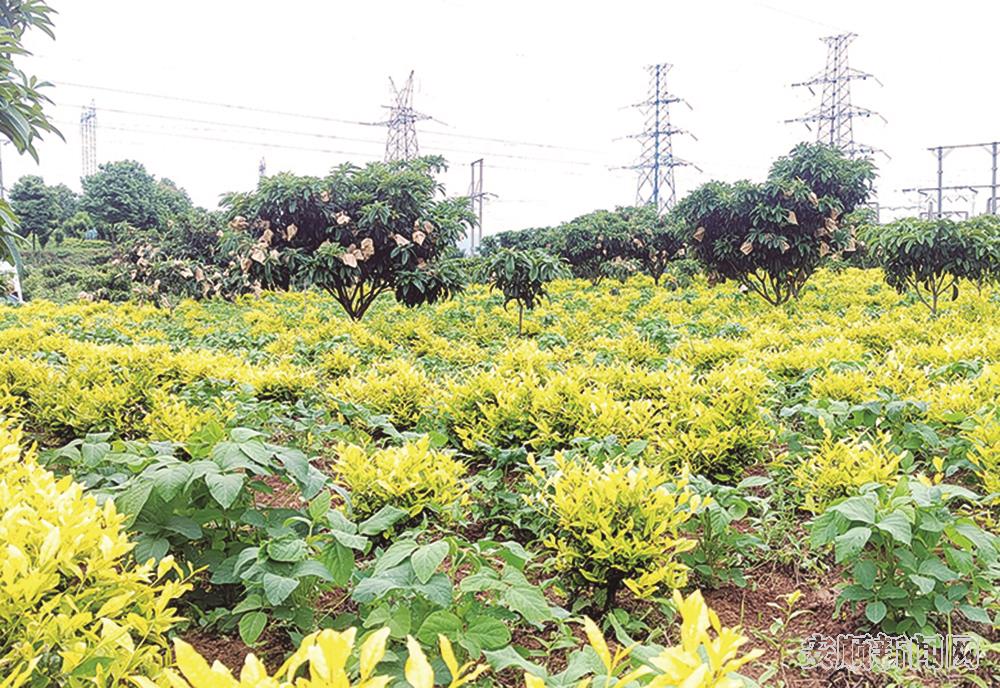 普定雅润农业科技发展有限公司“茶+果+豆”种植基地.jpg