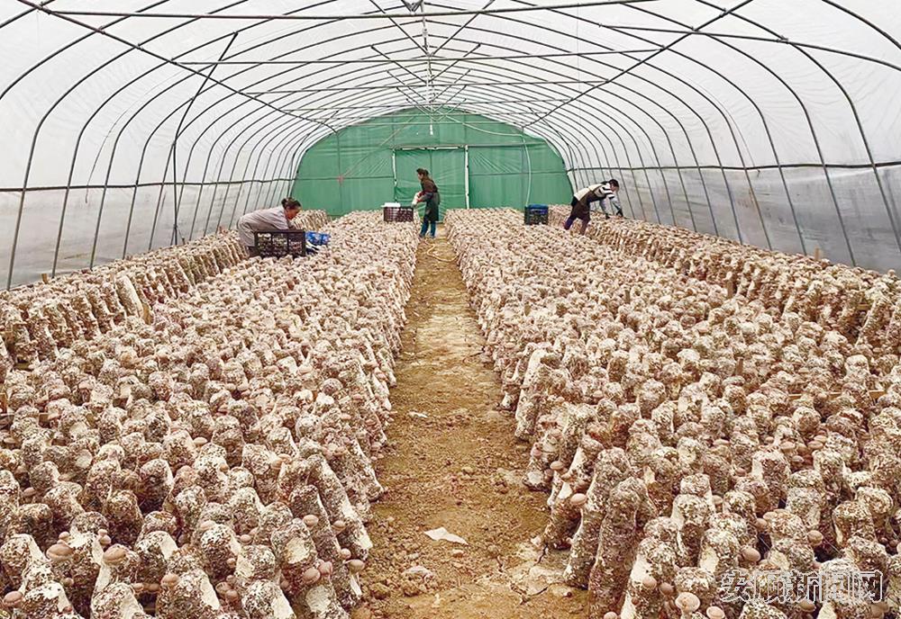马官镇食用菌产业基地香菇获丰收2.jpg