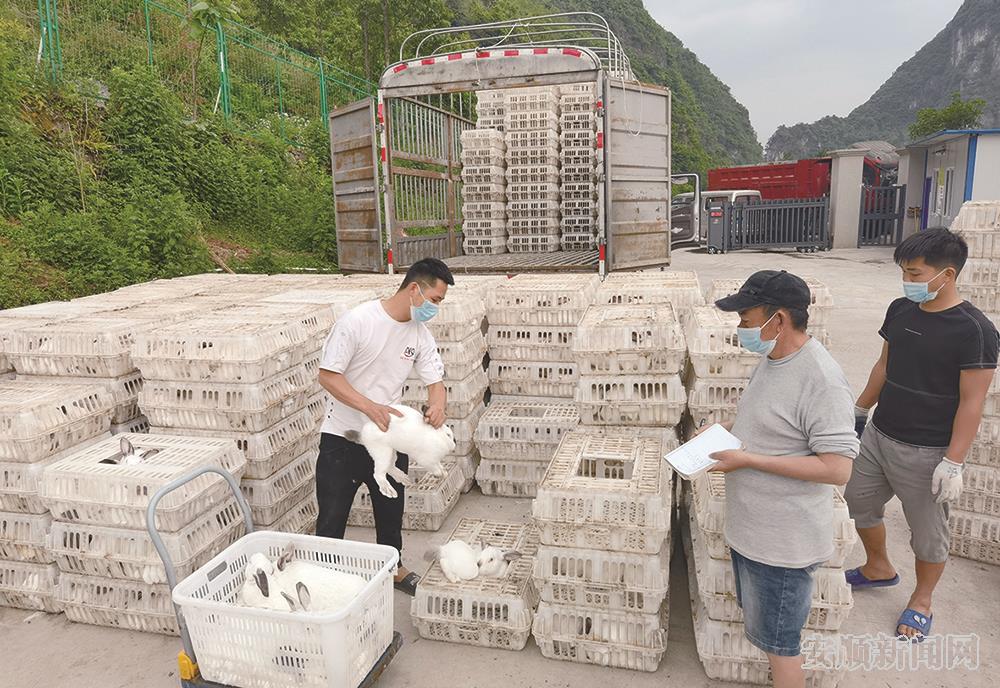 马场镇东昇兔业养殖场商品兔成批销售.jpg