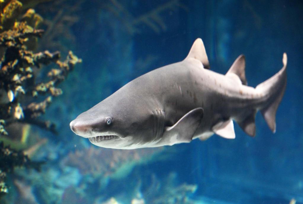 科威特宣布成功繁殖两条沙虎鲨幼鲨  