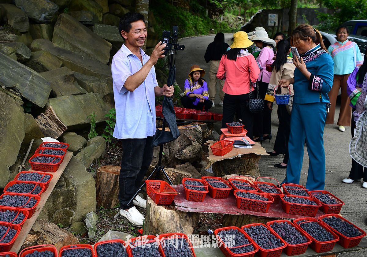 12 望谟县新屯街道纳坝村村民通过抖音直播销售当地特产树莓.jpg