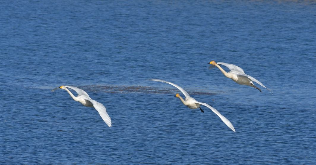 甘肃阿克塞：候鸟翻飞景色美