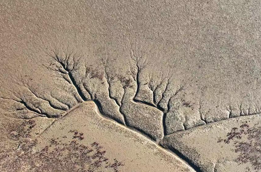 黄河入海口现“大地之树”景观