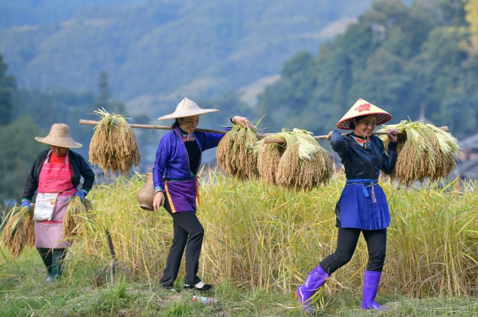 贵州从江：“香禾糯”稻谷迎丰收