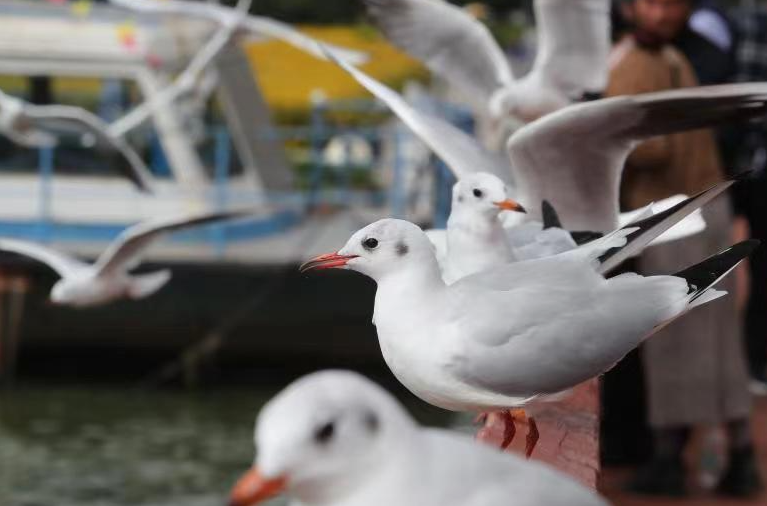 昆明迎来观鸥季