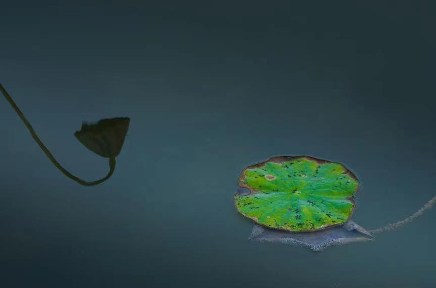 银川：气温骤降荷花凋落枯黄