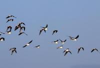 今年首批冬候鸟已经陆续抵达海南越冬