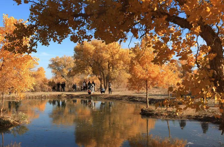 甘肃敦煌：大漠胡杨醉金秋