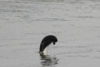 长江葛洲坝下游现江豚跃水嬉戏