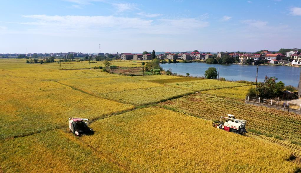 金秋时节收割忙