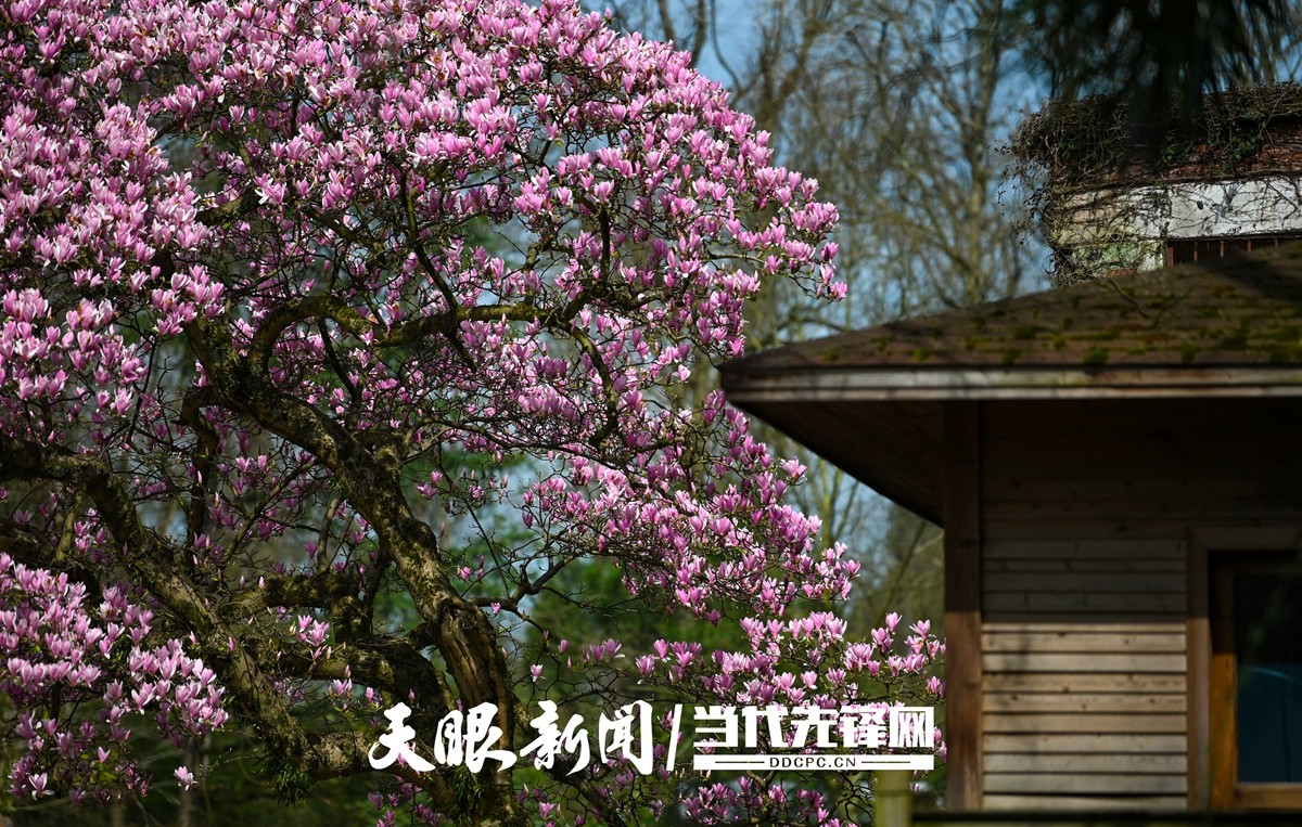 图集丨一树繁花满园春！贵州省植物园藏着一棵百年老树