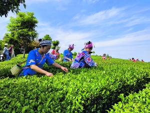 百年古茶飘新香——花溪区久安乡茶产业发展纪实