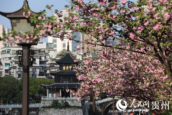 春日的南明河畔，生机勃勃。李永馨摄