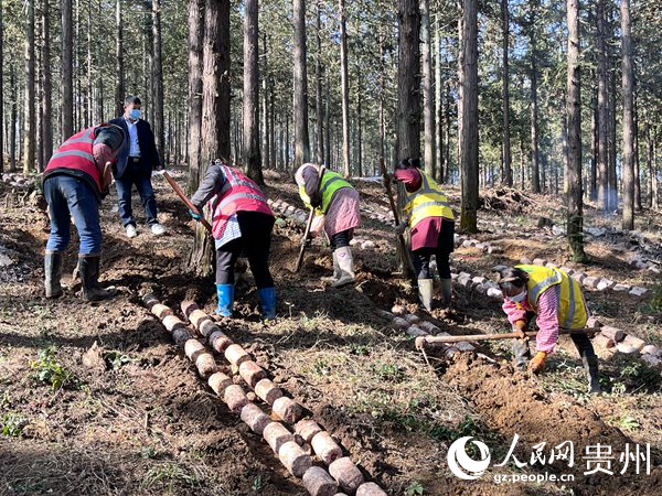 贵阳贵安林下红托竹荪种植现场。陈洁泉摄
