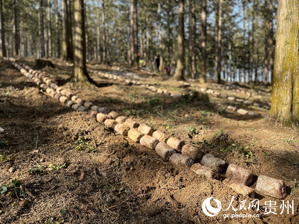 贵阳贵安林下红托竹荪种植现场陈洁泉摄。