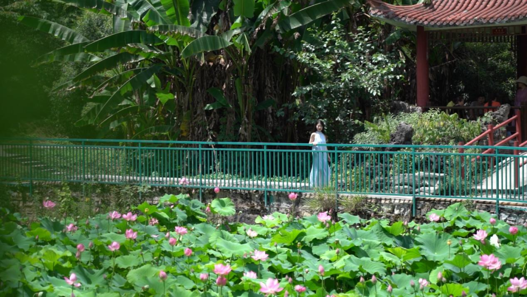 夏天一定要来南明这个地方看荷花→