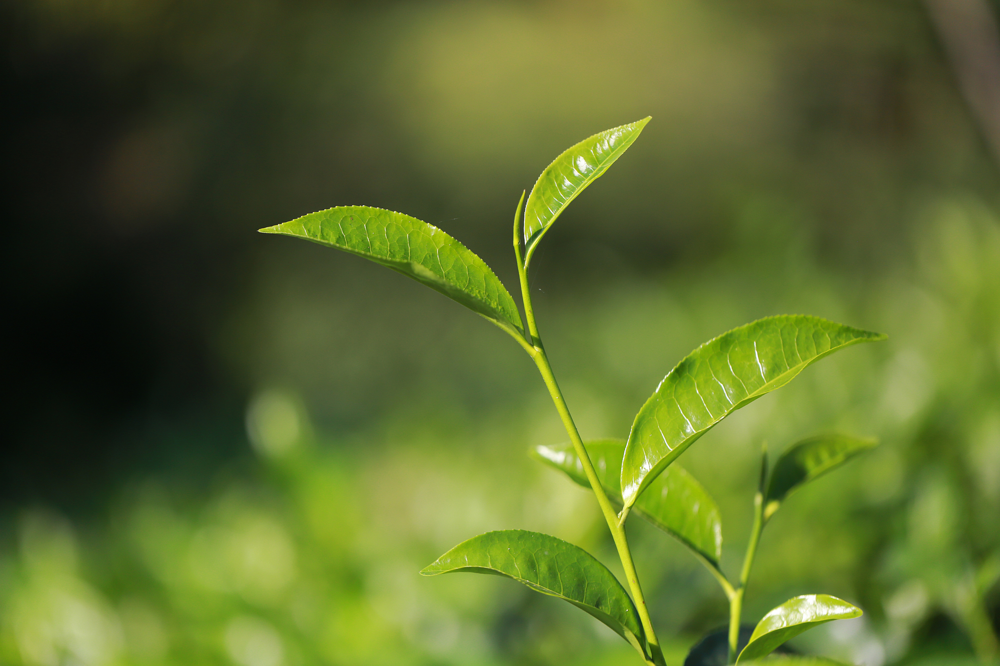 贵阳市市场监督管理局、贵阳市消费者协会倡议：拒绝茶叶过度包装 共建绿色环保家园