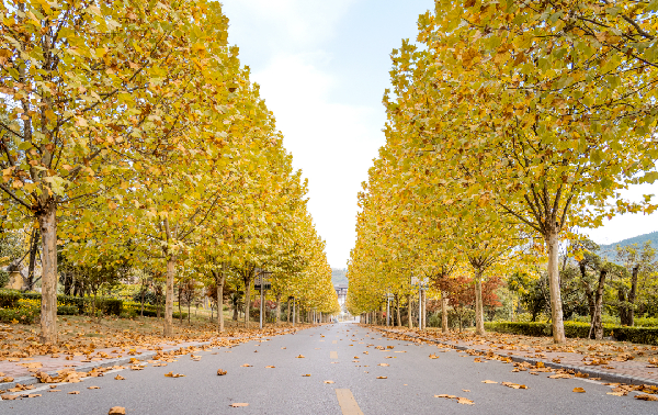 中秋国庆旅游攻略抢先看，走进息烽秋日“多巴胺”美景！
