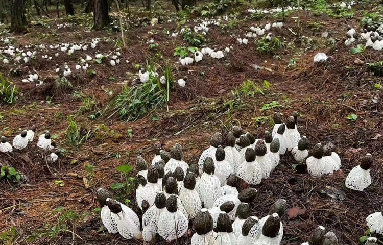 【学思想 强党性 重实践 建新功】接地气 激活力 强创新!贵阳贵安“四块地”改革工作见闻