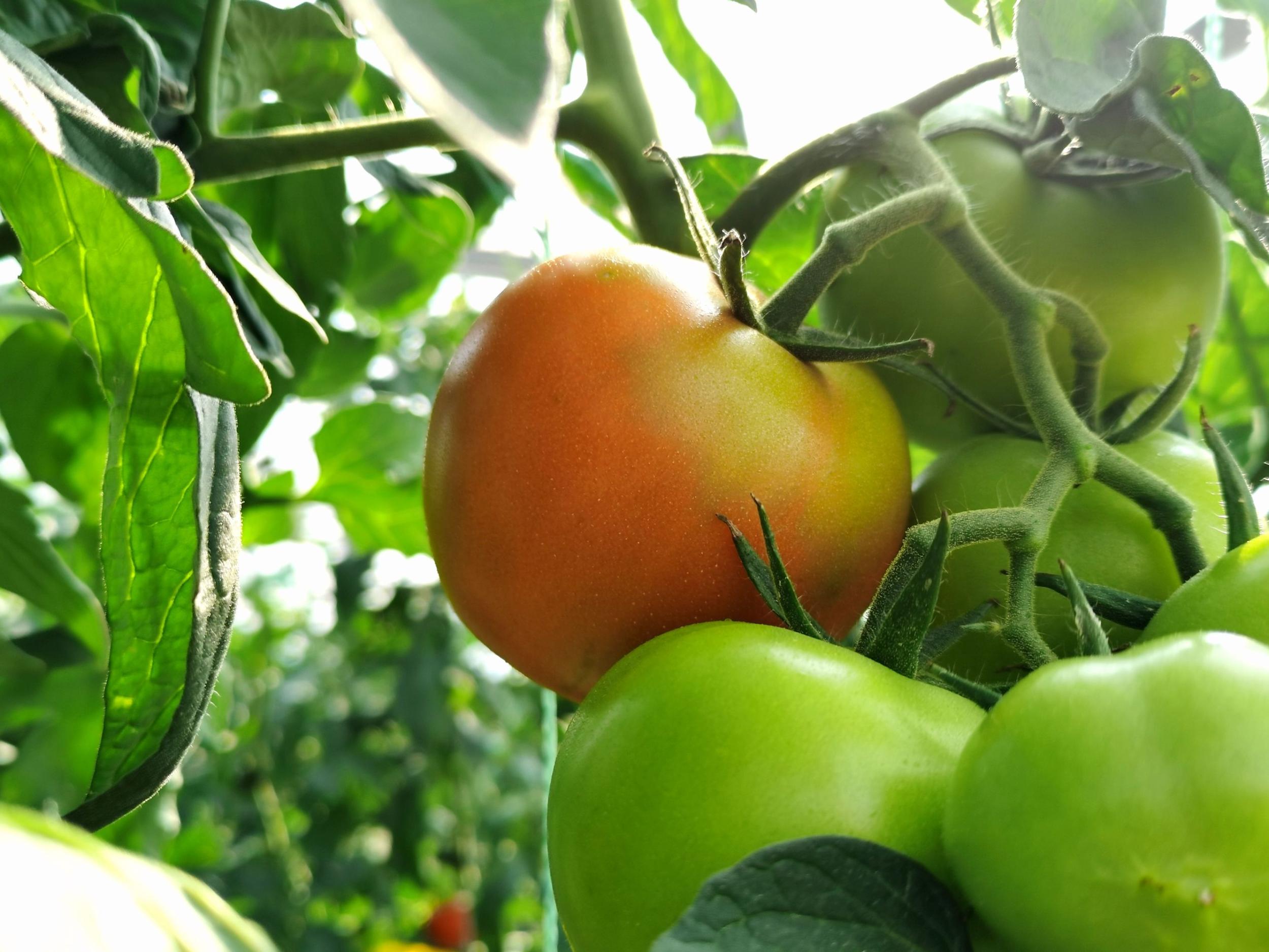 贵阳农投集团旗下西红柿上市一月亩产量达6000余斤