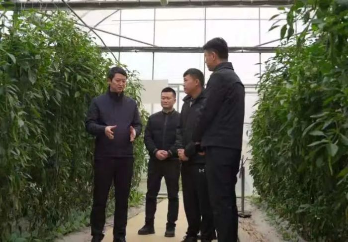 陈祖发到骆家桥蔬菜基地调研基地生产经营情况