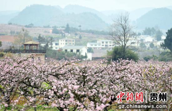 王强 摄 王强 摄