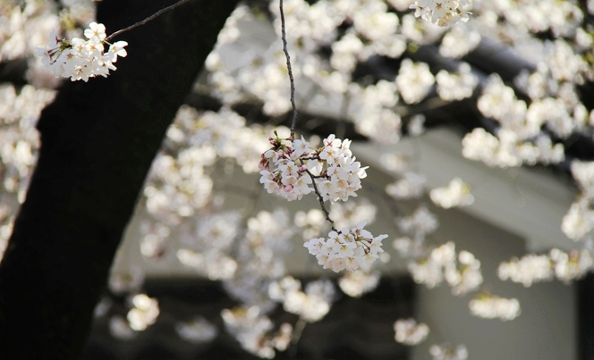 日本气象协会:全日本2014年樱花花期预测 -- 贵