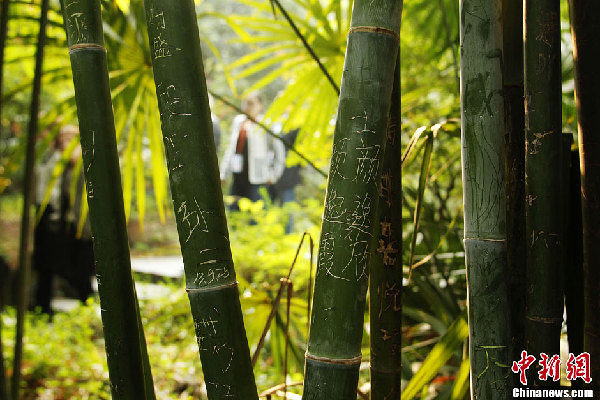 湖南长沙岳麓书院园内竹子被游客刻字 -- 贵阳
