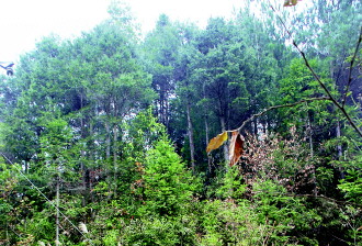 六枝补雨村发现连片野生红豆杉 几个山头超万