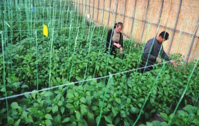 兰州市榆中县:蔬菜种植大户杨小林新年有了新