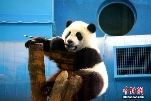 台北市政府:大陆赠台熊猫团团得犬瘟热死亡