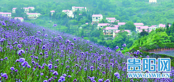 坝美村_坝美村人均收入(2)