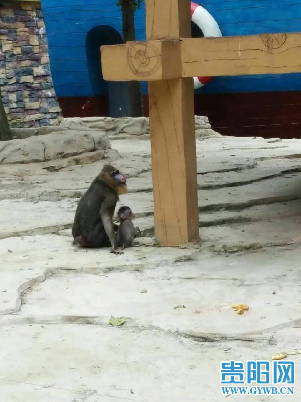 贵阳野生动物园 首只山魈宝宝明起正式与游客