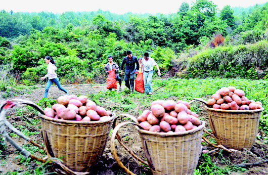 望谟柯杉村红皮土豆丰收 当地政府助农民促销