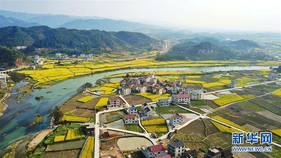 (春季美丽生态)(1)春到高原满地“金”