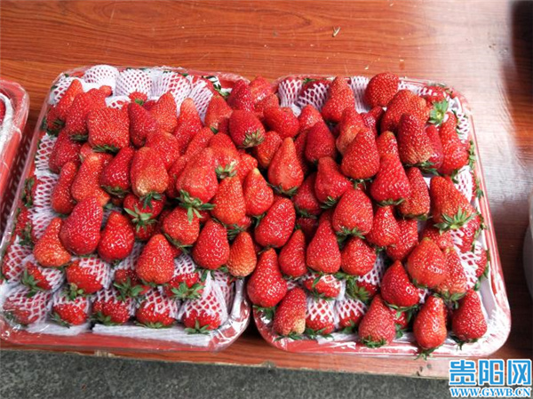 贵阳人实现草莓"自由"了?别急,采摘期持续至6月份