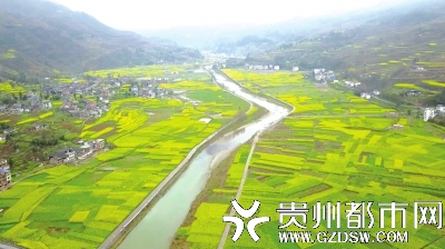 遵义桐梓狮溪镇3000亩油菜花等你来打卡