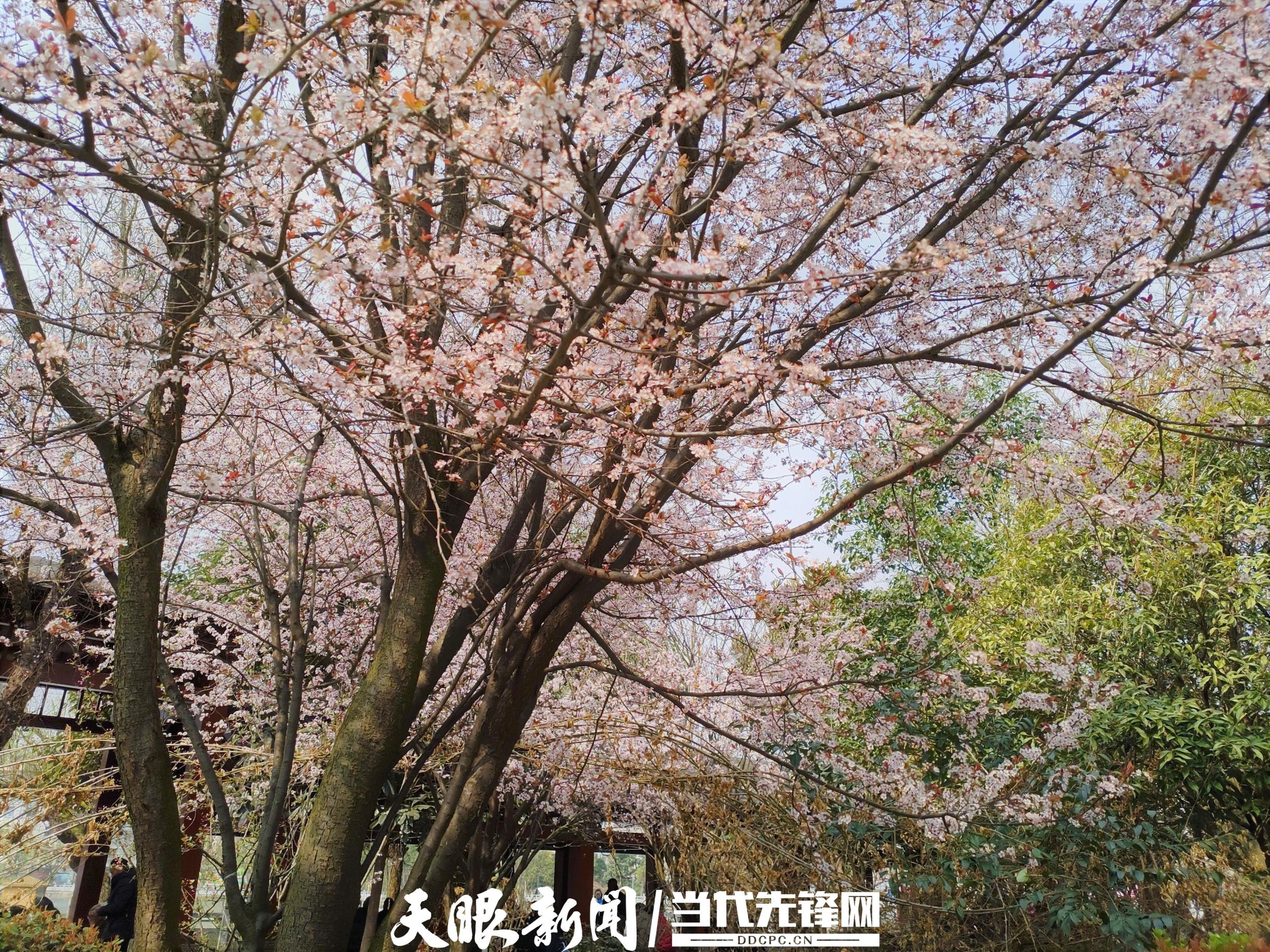 六盘水六枝桃花公园百花放满园春色醉游人