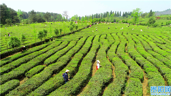 由于今年3月以来气温较往年同期偏高,又没有出场冰雹天气,无论对新茶