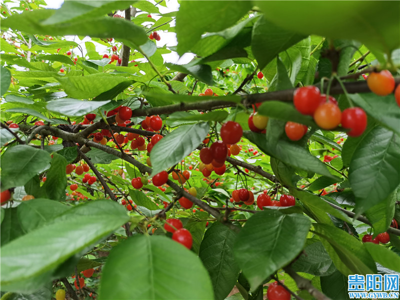 修文高坪村小小樱桃树拓宽村民致富路