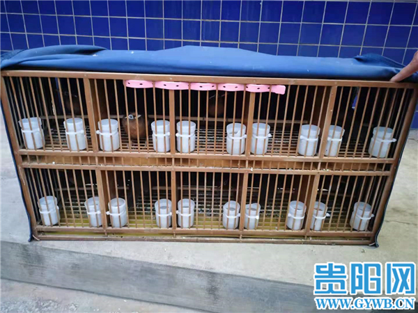 危害珍贵濒危野生动物画眉鸟贵州两名男子被刑拘