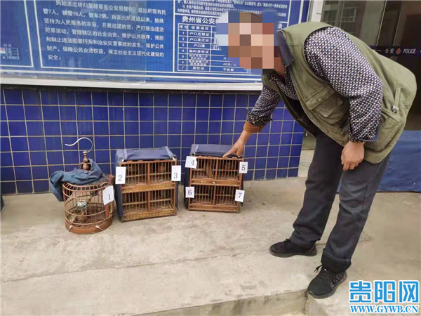 售卖画眉鸟毕节赫章两名男子被刑拘