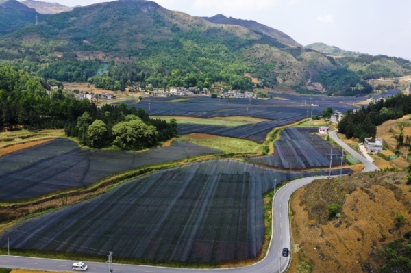 晴隆县安谷乡安谷村连片种植户均增收15万元