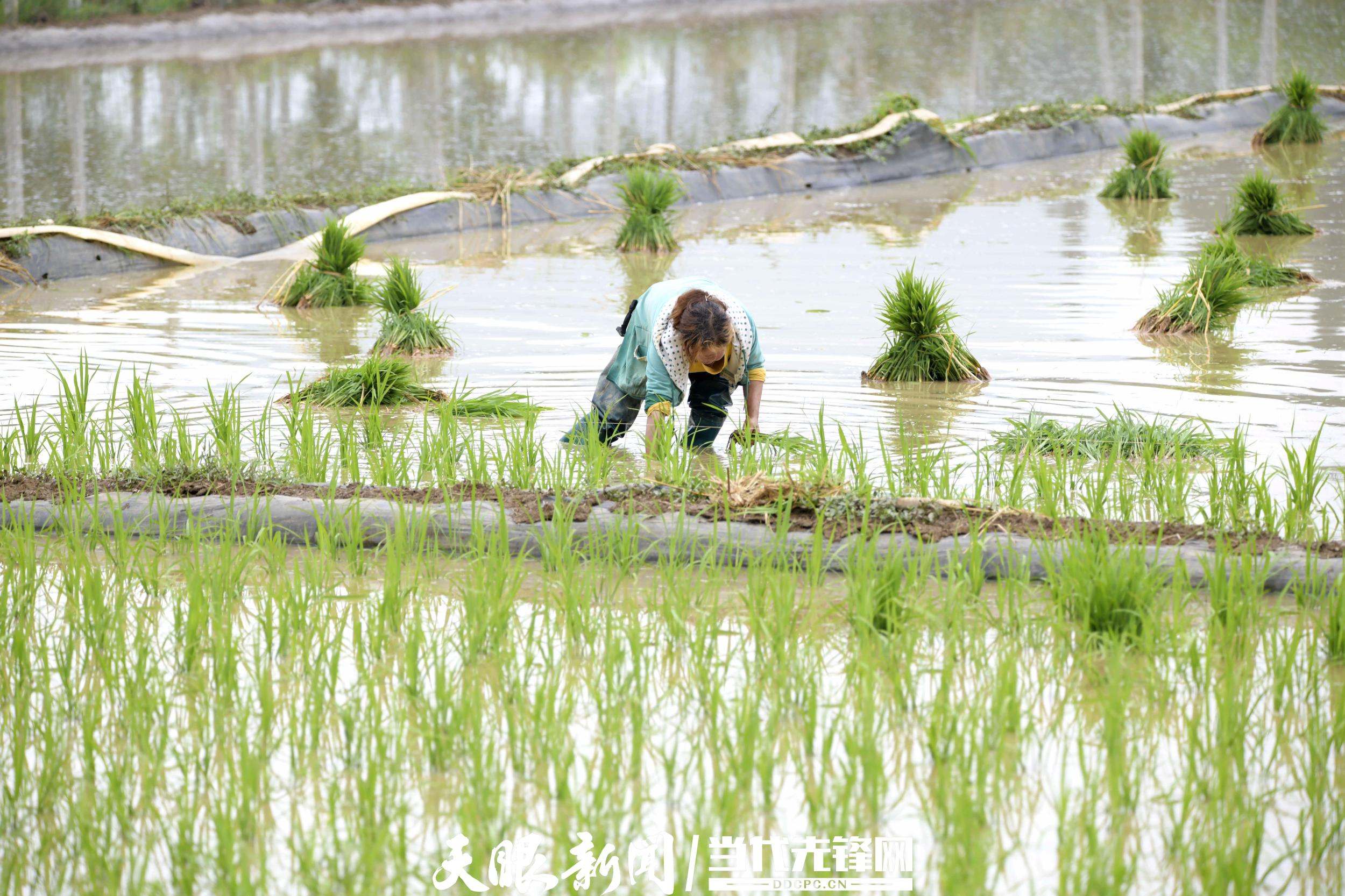 贵州安龙初夏时节水稻插秧忙