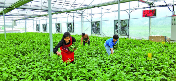 6月2日,黄平县旧州镇川心堡村六源鲜野菜基地的养心菜,富贵菜进入采摘