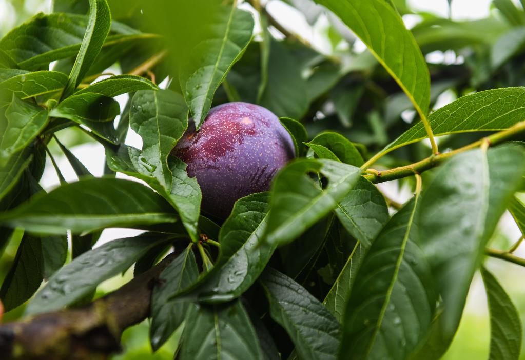 浙江桐乡槜李果园迎丰收美丽乡村迎客来