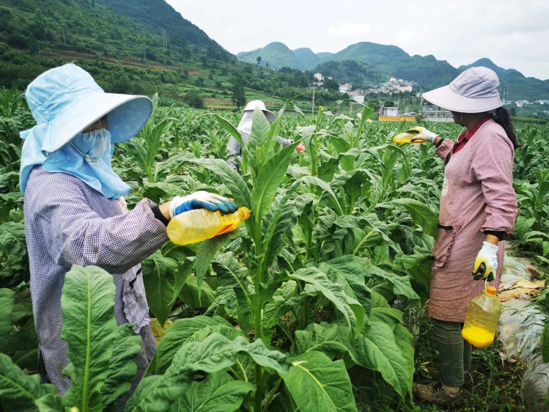 普定县坪上村特色烤烟种植鼓起村民钱袋子